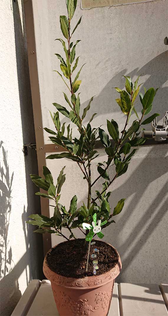 ローレル 月桂樹 Laurus ヘルプ Q A ハーブ苗の通販 無農薬 安心の専門店 Soramimiハーブショップ
