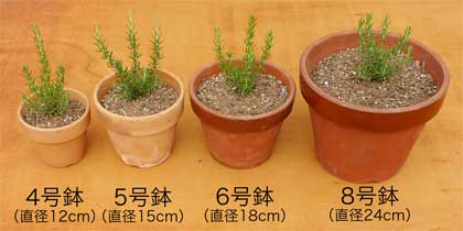 鉢のサイズと土の量 ハーブ苗の通販 無農薬 安心の専門店 Soramimiハーブショップ
