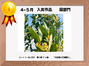  フォトコンテストエントリーNo.500　 香川県 マユ様　 庭部門   「月桂樹の花満開に」